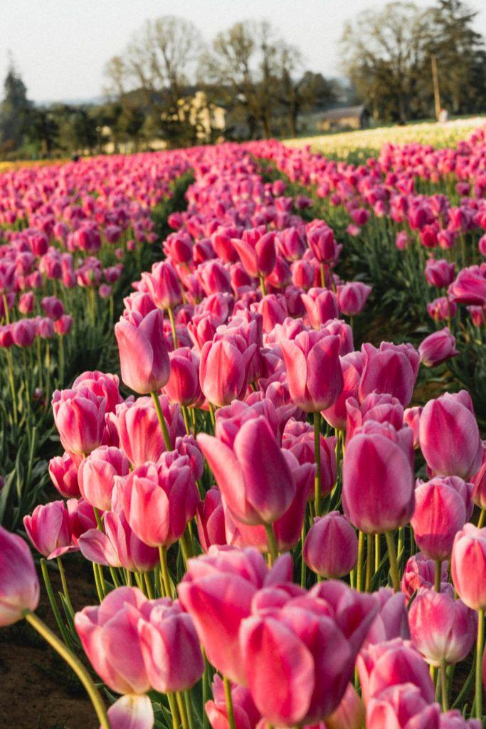 Garden's Symphony Vibrant Blossoms