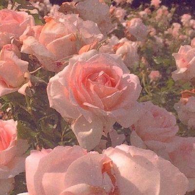 Meadow Breeze Gentle Bloom Cluster